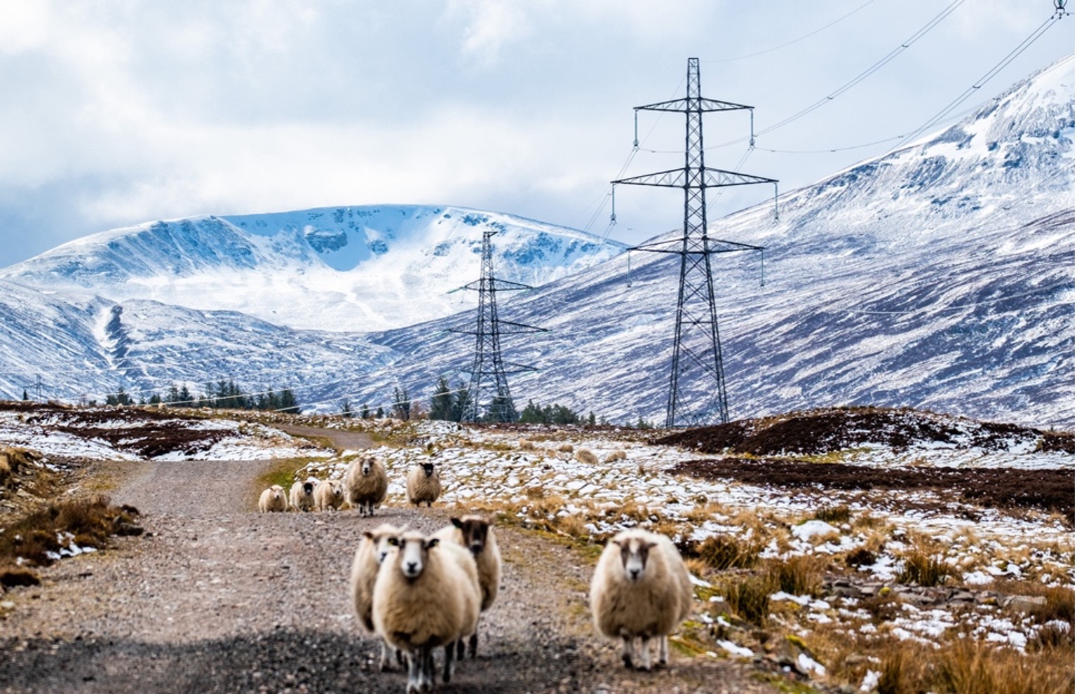 A flock of sheep can be seen roaming freely in the snowy Scottish highlands with transmission towers in the background.