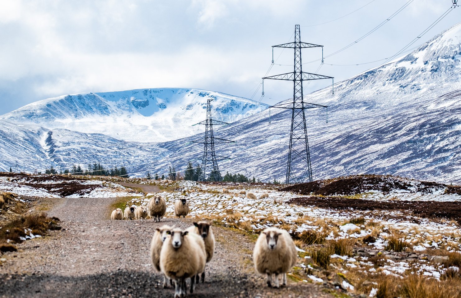 A flock of sheep stand in front of transmission towers against a snowy Scottish landscape