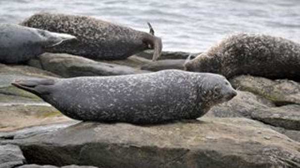 Seals on rocks by the sea