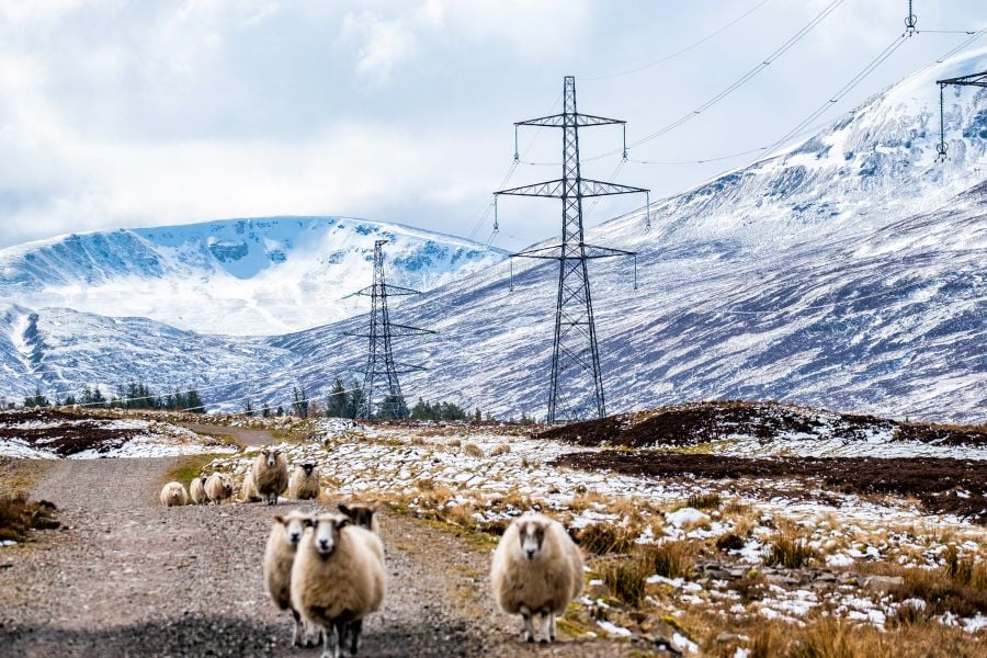 Electricity pylons going through Scottish mountains in the winter with sheep in foreground