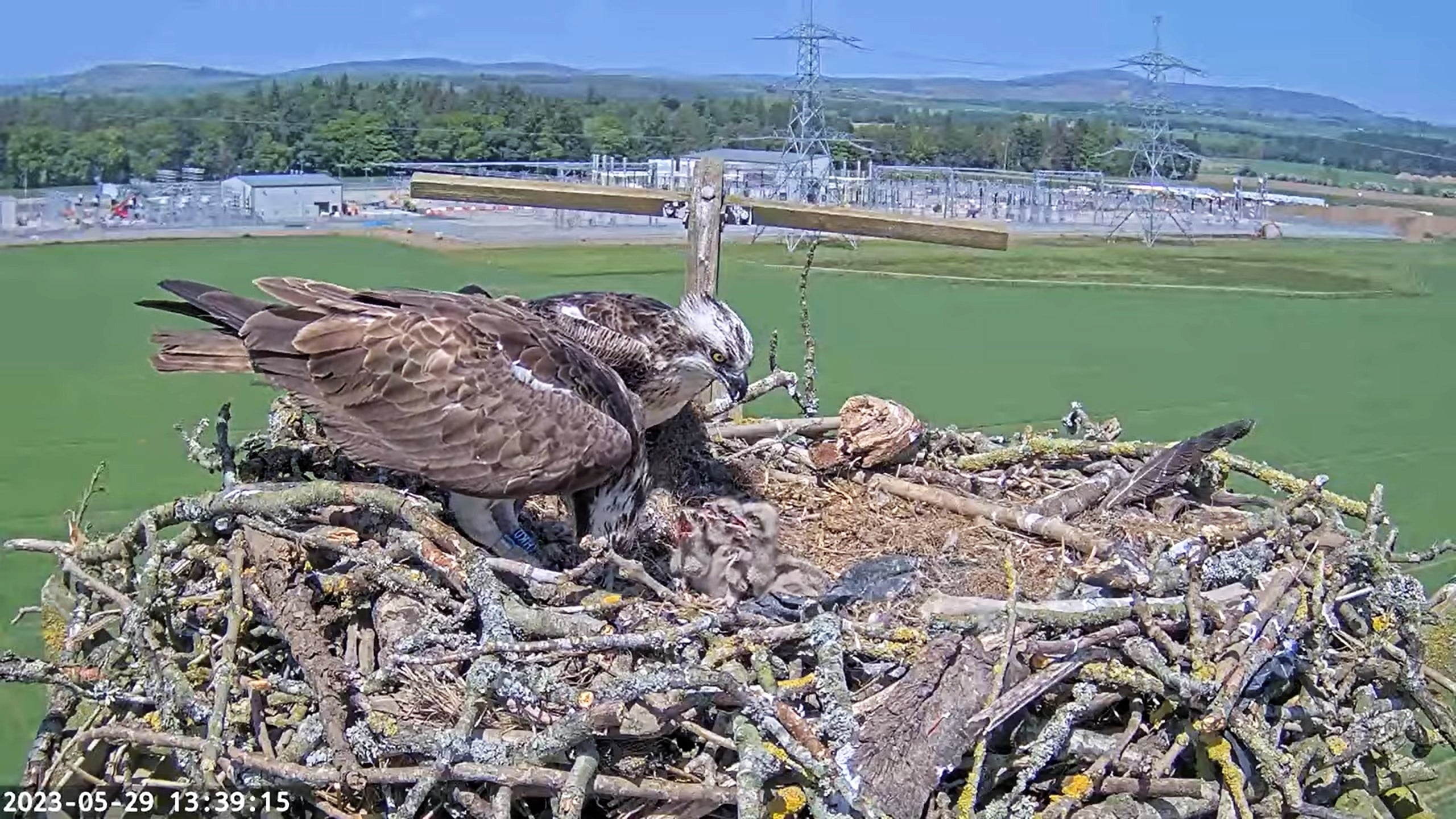 An adult and several baby ospreys (birds) in a nest.