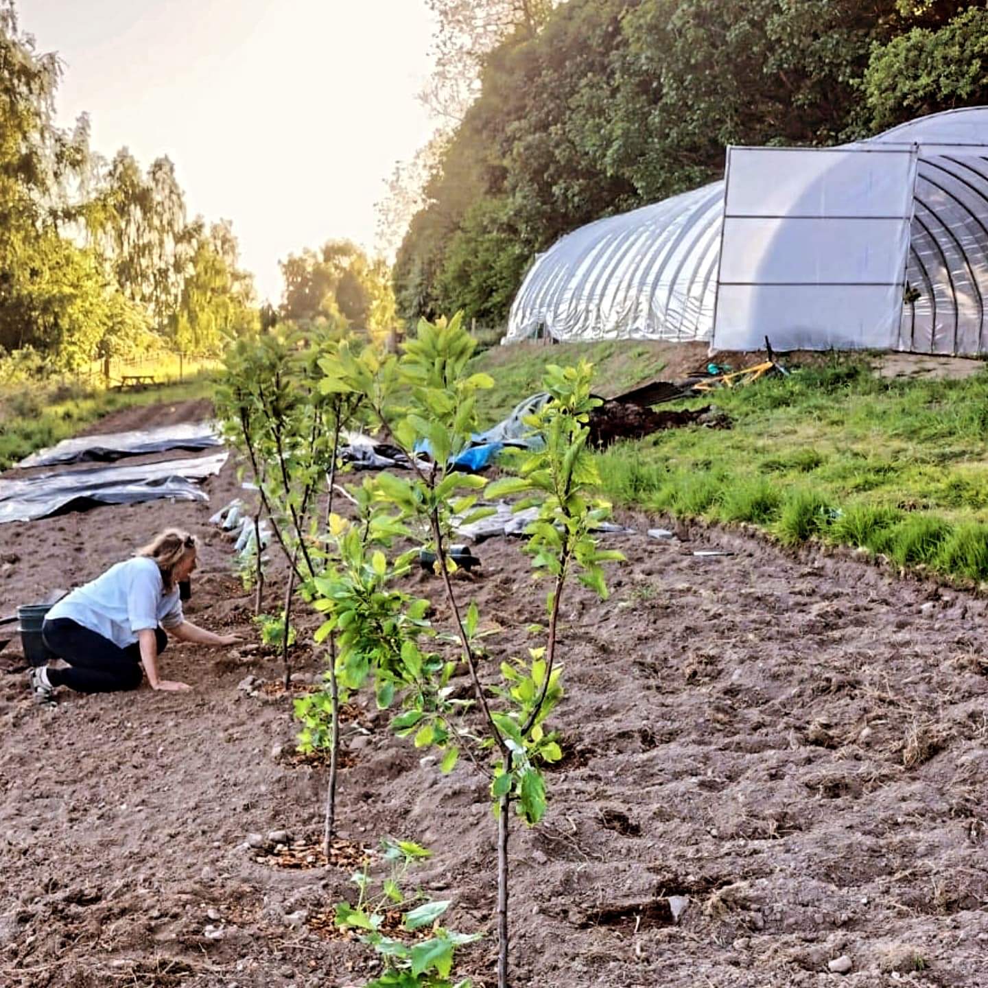 Growspace Creations community growing space