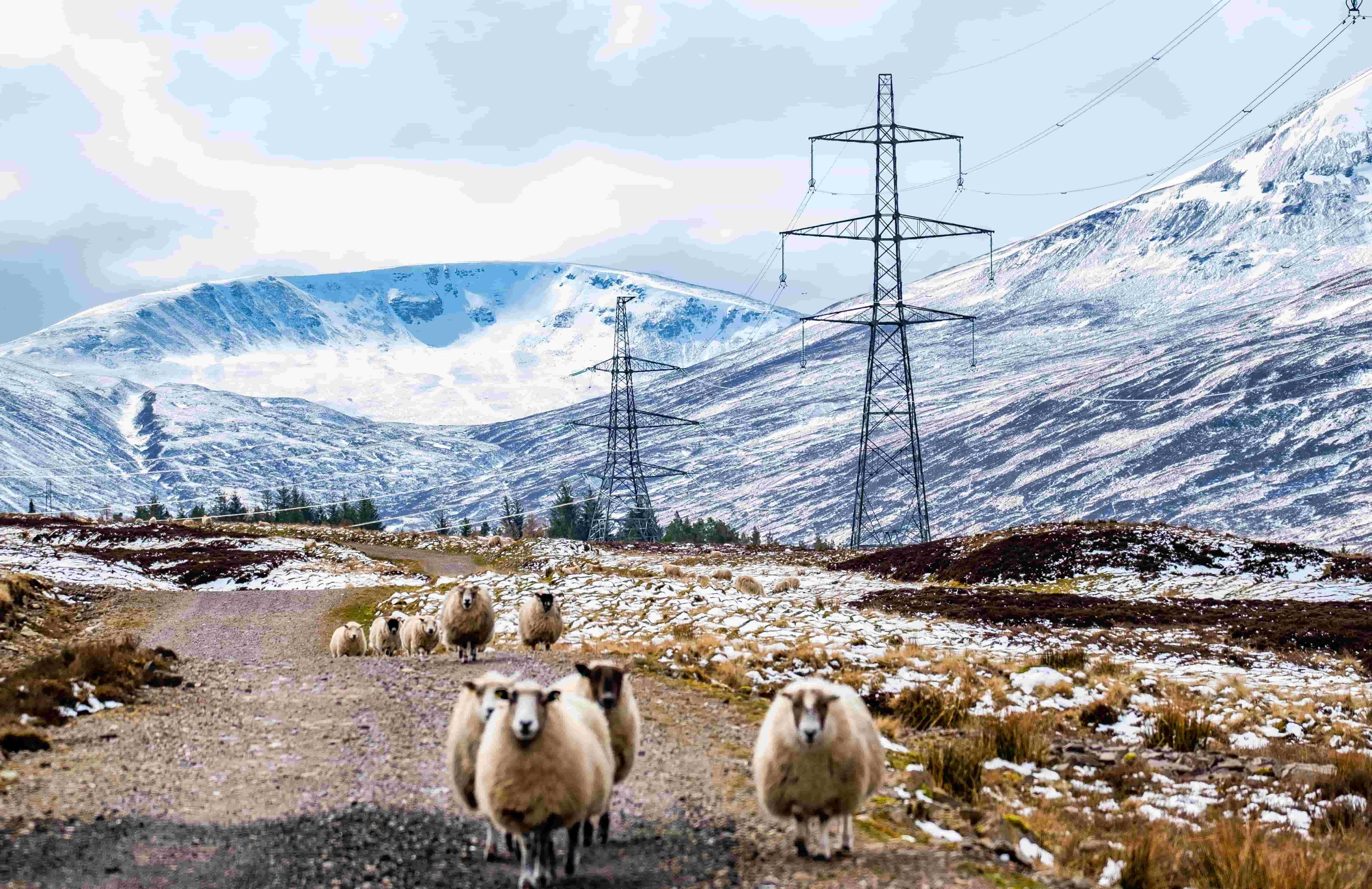 Landscape photograph of SSEN transmission power lines travelling through the Sottish mountains in winter