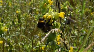 A bee on a flower