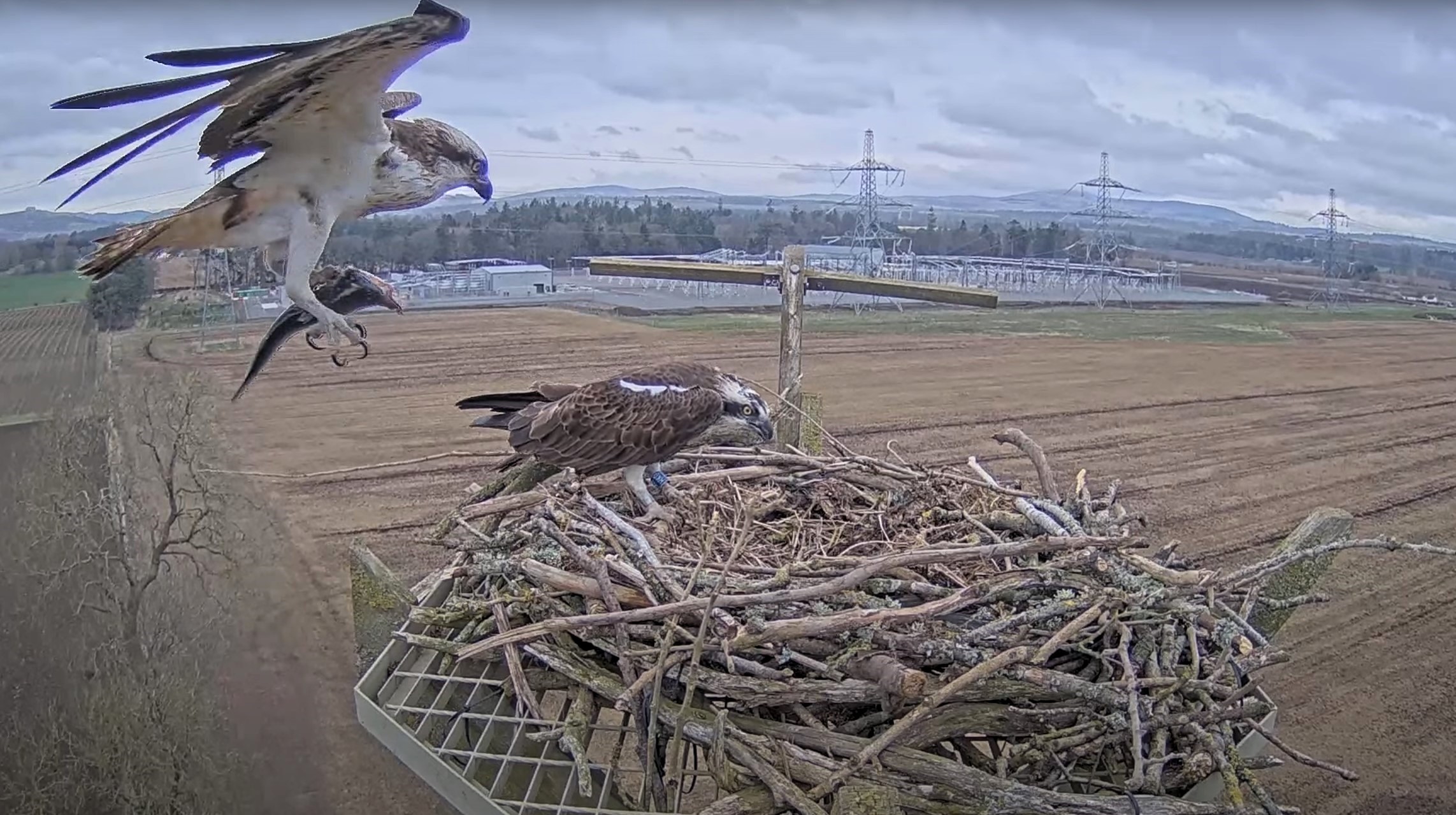  Osprey Harry bringing Flora a fish at the Alyth nesting platform, April 2024