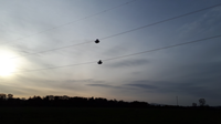 Two contractors standing on small mobile platforms suspended from overhead lines.