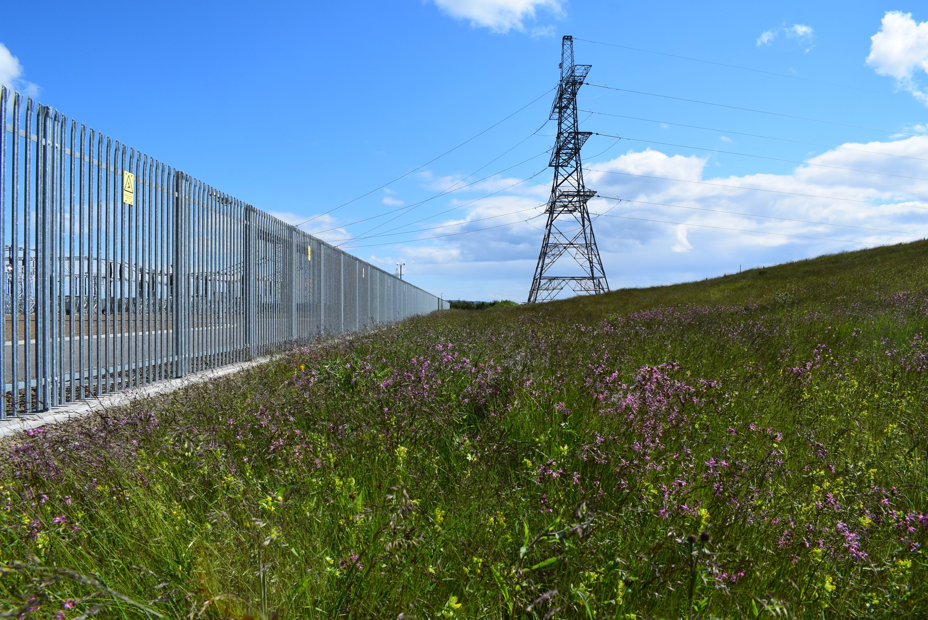thurso-flower-meadow.jpg