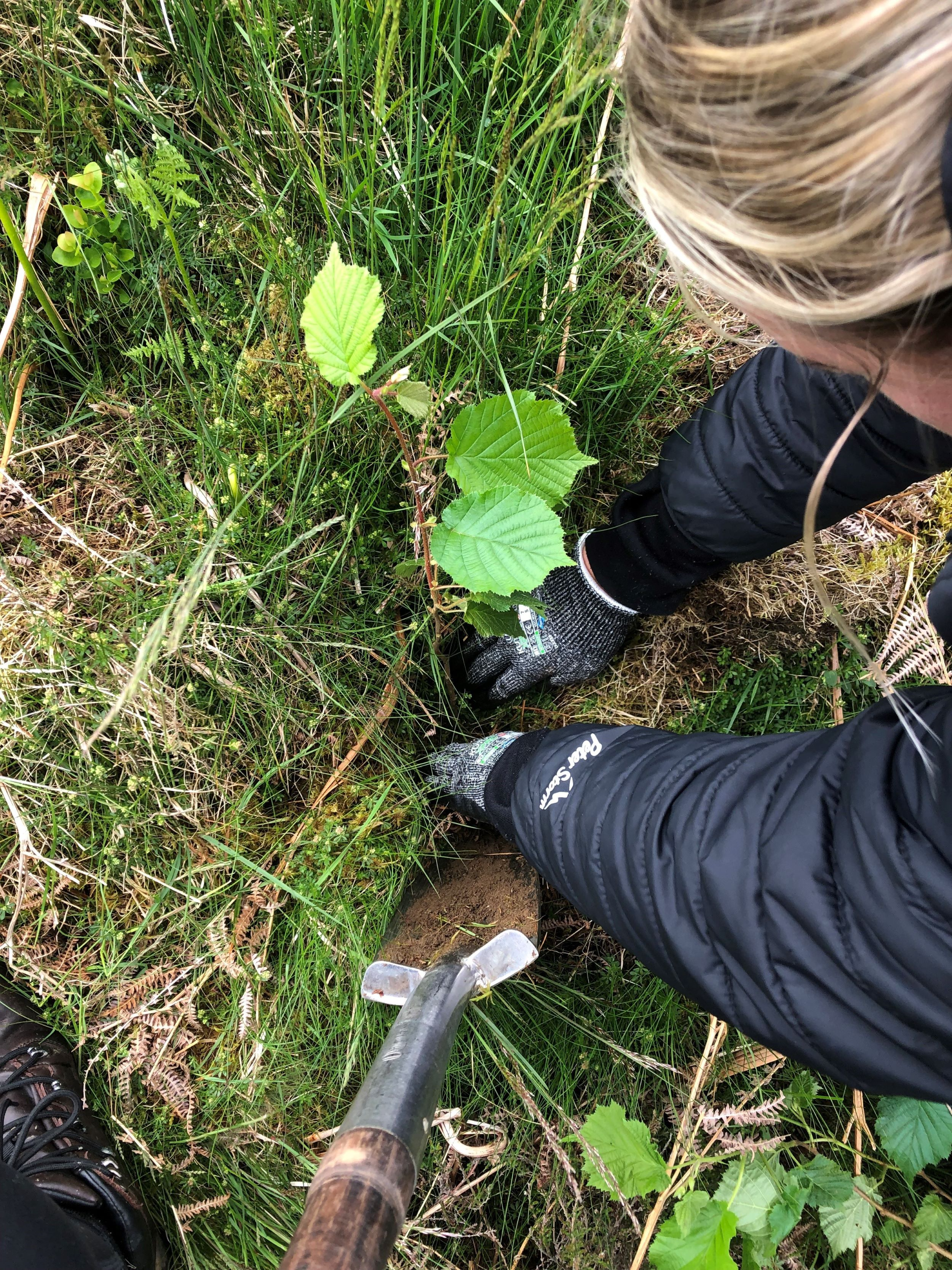Teams helped plant the native hazel trees.