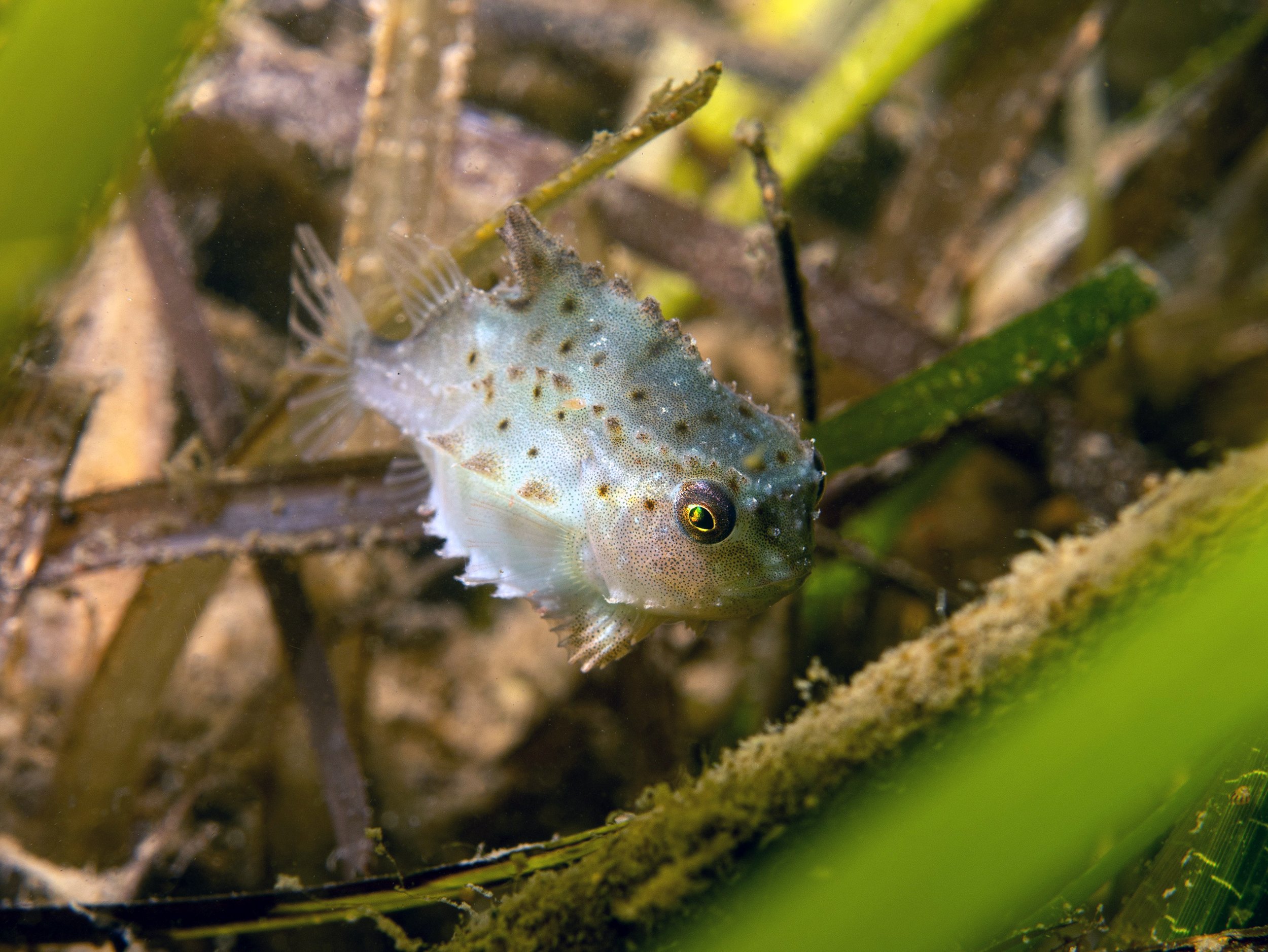 3. SSEN Transmission_Seagrass is a unique and vital component of coastal waters in Scotland. Pic credit - Alasdair O'Dell.jpg