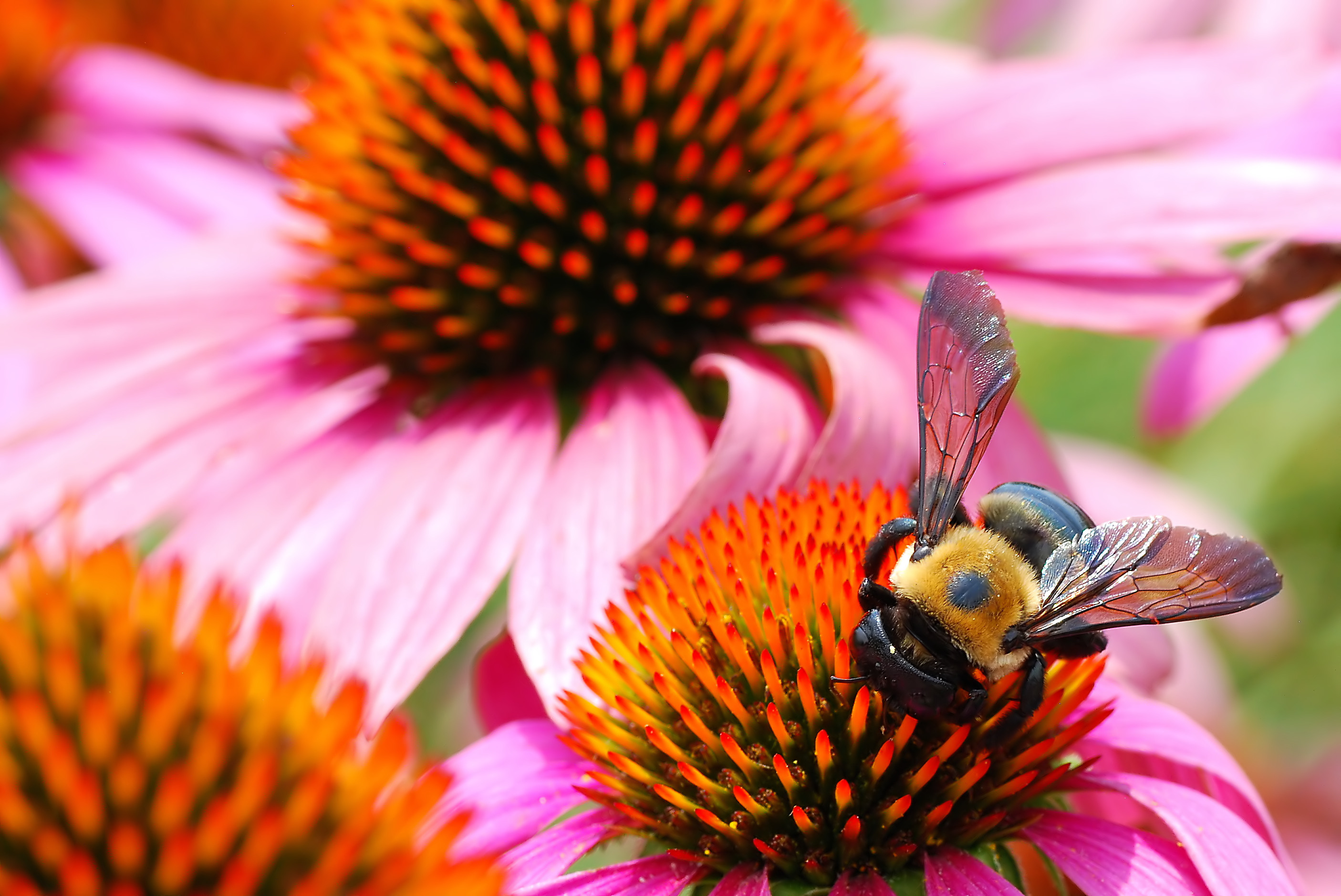 bumble-bee.jpg