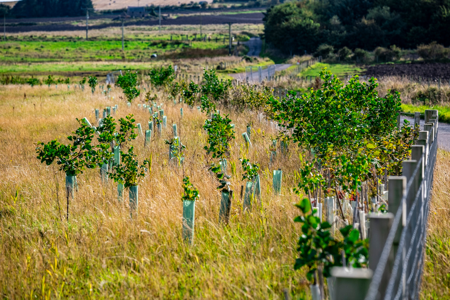 The endorsement by It’s Now for Nature highlights SSEN Transmission’s leadership in integrating nature-positive principles into its core business strategy