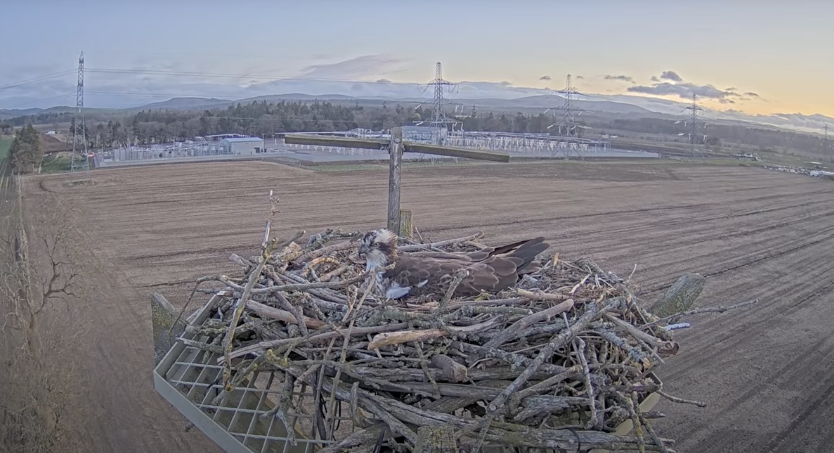 osprey-eggs-april