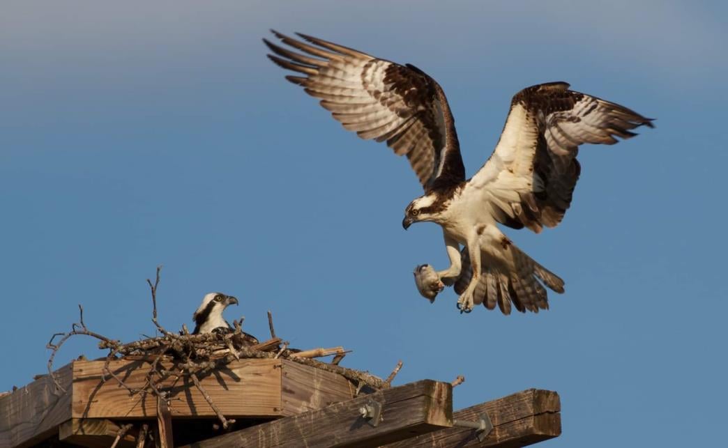 ssen-transmission_osprey-feeding-chicks-at-the-purpose-built-platform-this-summer.jpg