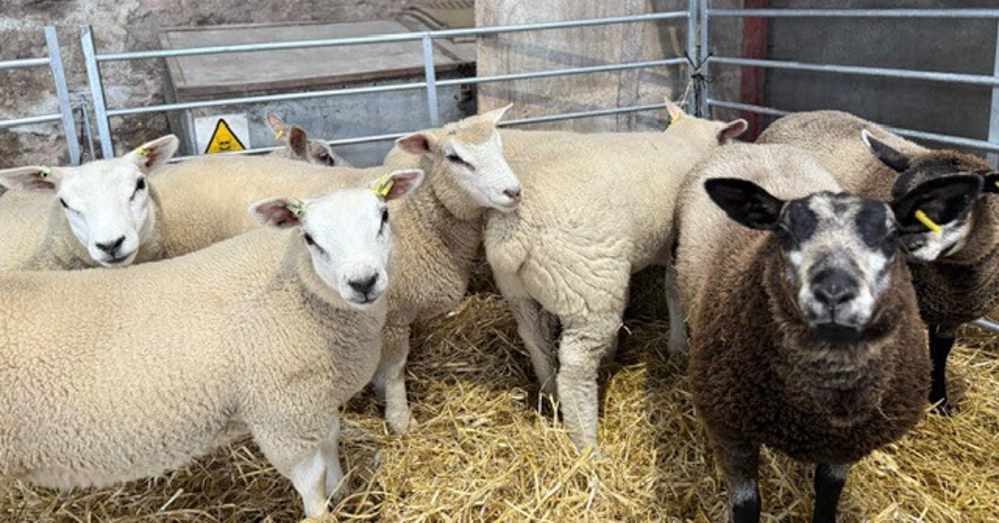 Highland Sheep 3-2.jpg