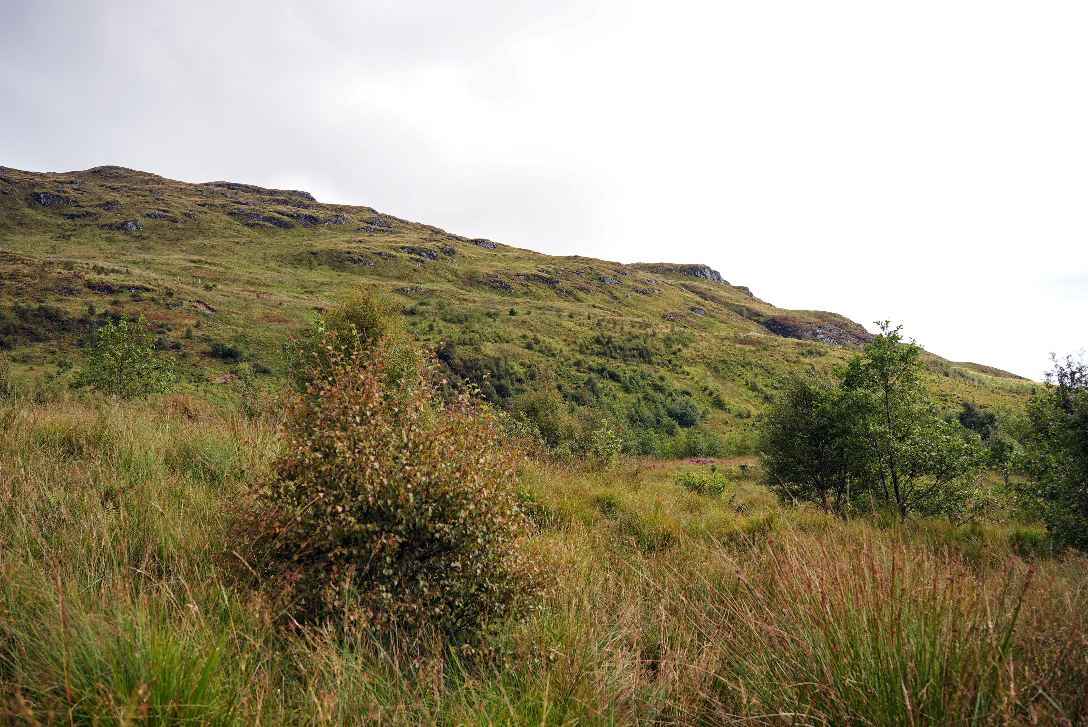 Image shows a background of green rolling hills in RSPB Scotland's Inversnaid Nature Reserve is located on the eastern shore of Loch Lomond